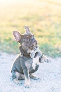 Cute french bulldog wearing a bowtie for pictures in Davenport Iowa.